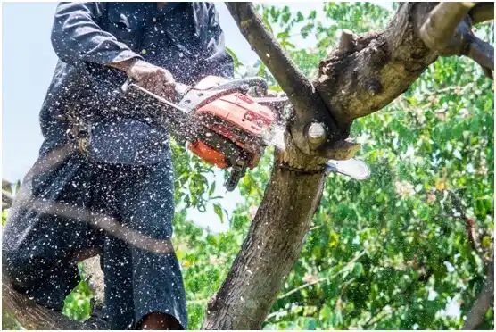 tree services Lodi